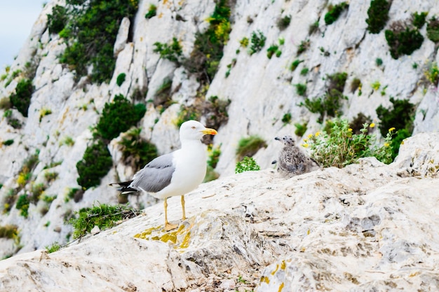 写真 スペイン、コスタブランカのペノンデイファク山のひよことカモメ