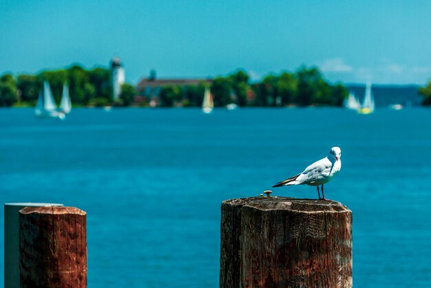 A seagull with fraueninsel in the background bayern germany