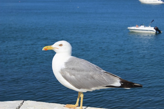 Seagull with the sea in the background near a port