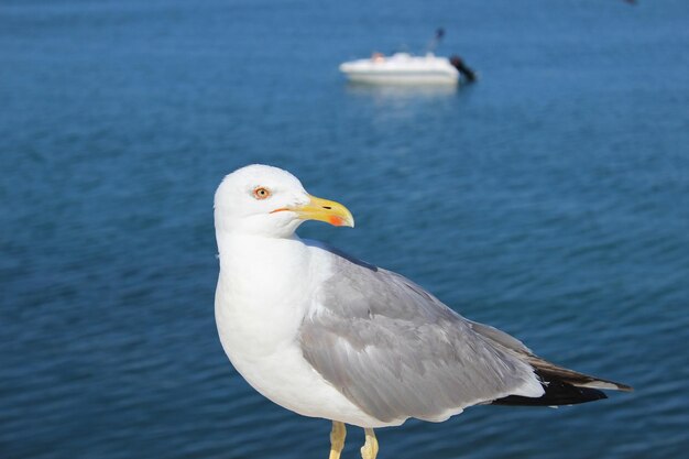 Seagull with the sea in the background near a port