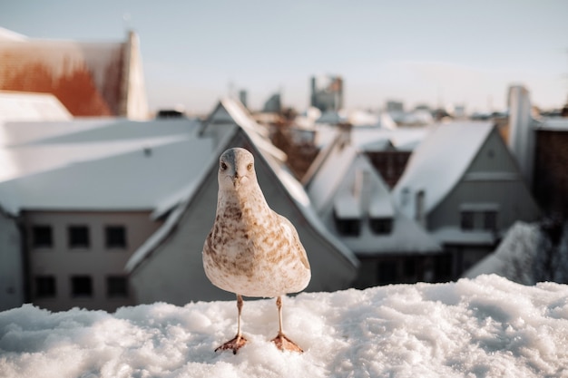 Seagull with winter Tallinn at the background, Estonia