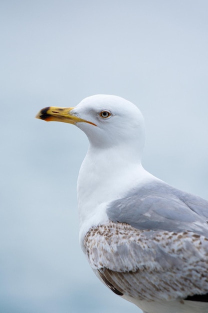 A seagull with a yellow eye
