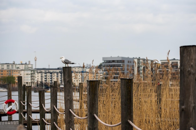 Seagull On A Wooden Pole On The Lake