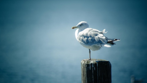 Seagull on wooden post