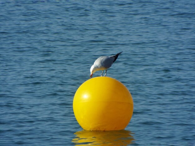 Foto un gabbiano su una boya gialla che galleggia in mare