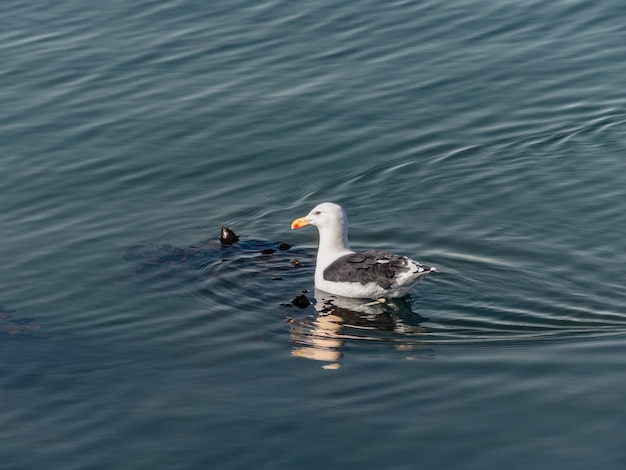 Seagull zwemmen en drijven in de chileense zee met zeewier