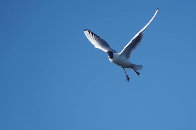 seagull