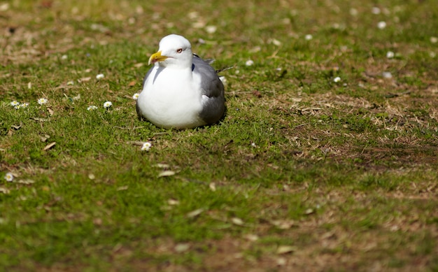 Seagull