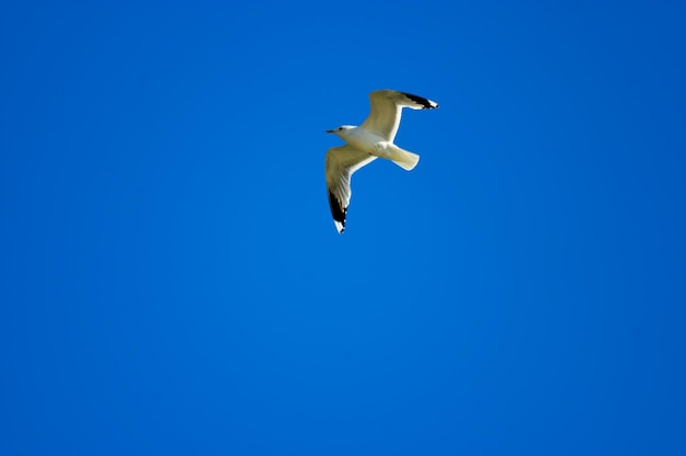 Photo seagull