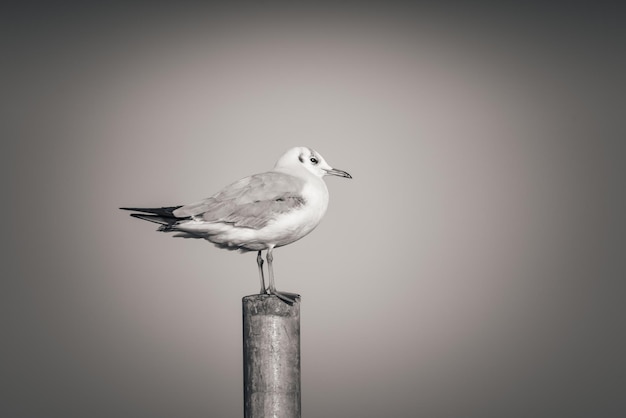 Seagull