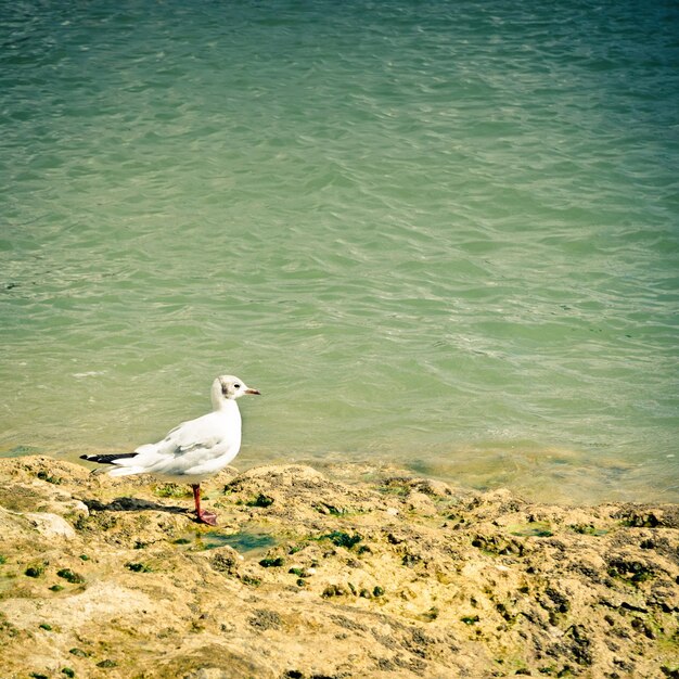 Seagull