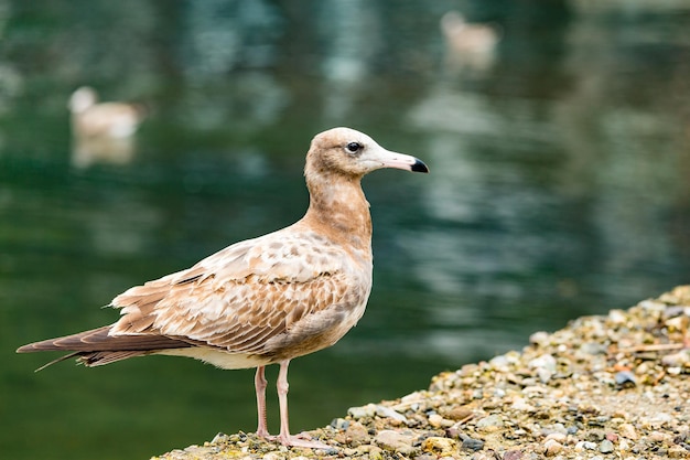 Seagull