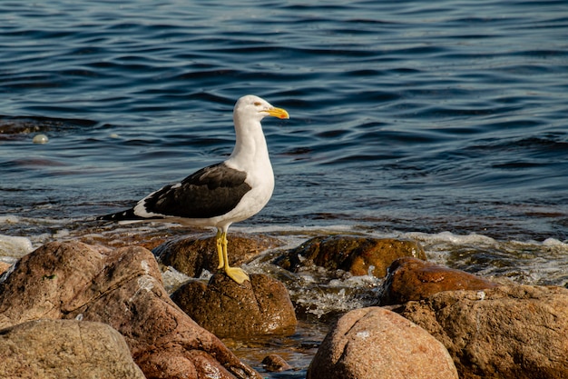 the seagull