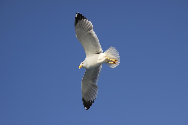 Seagull