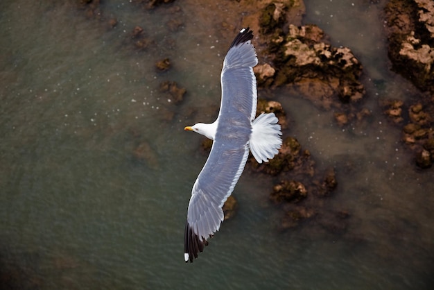 Seagull