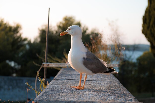 Photo seagull