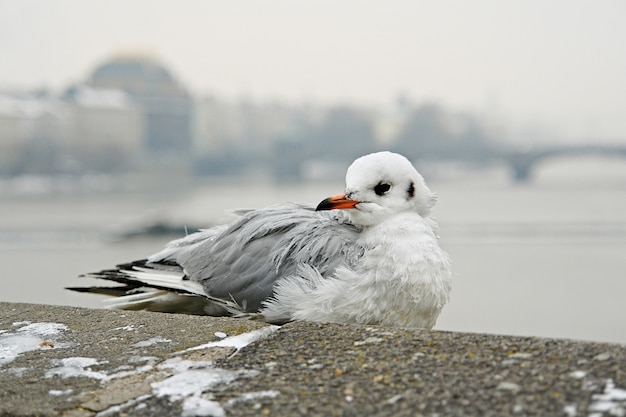 Seagull