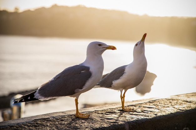 Seagulls against colorful town