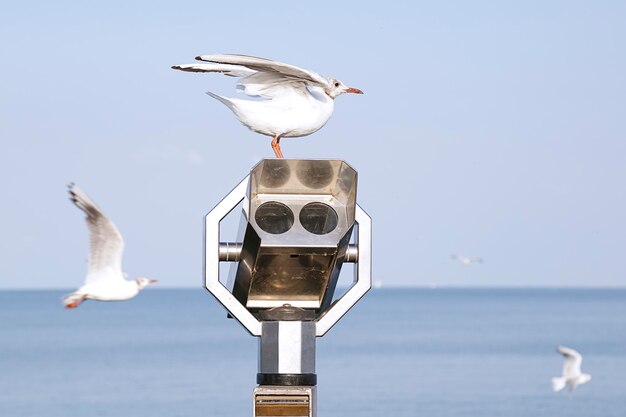 写真 海鳥と公共の硬貨操作の望遠鏡の海が背景に