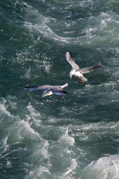 Seagulls are flying over sea waters