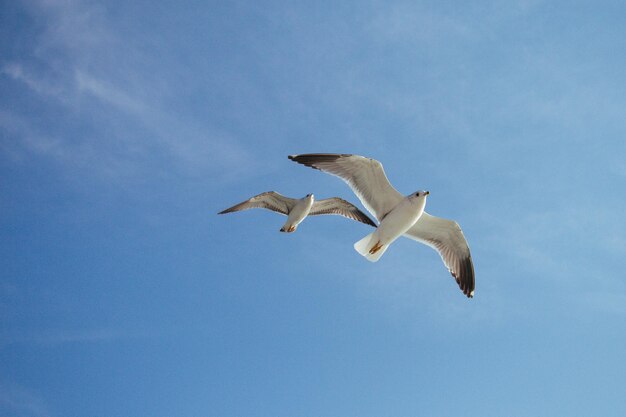 Seagulls are flying in the sky over sea waters