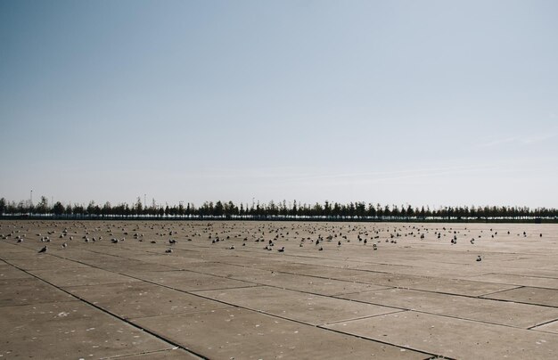 Seagulls are having a rest on a concrete ground