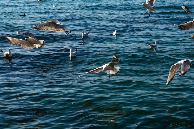 Seagulls are on and over the sea water