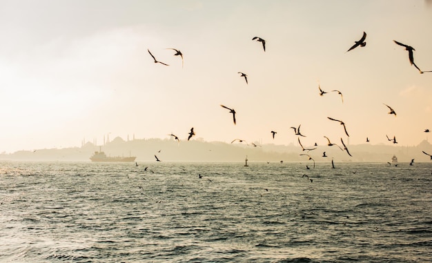 Seagulls are on and over the sea water