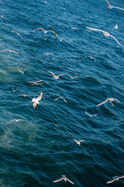 Photo seagulls are on and over the sea waters