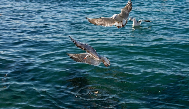 Seagulls are on and over the sea waters