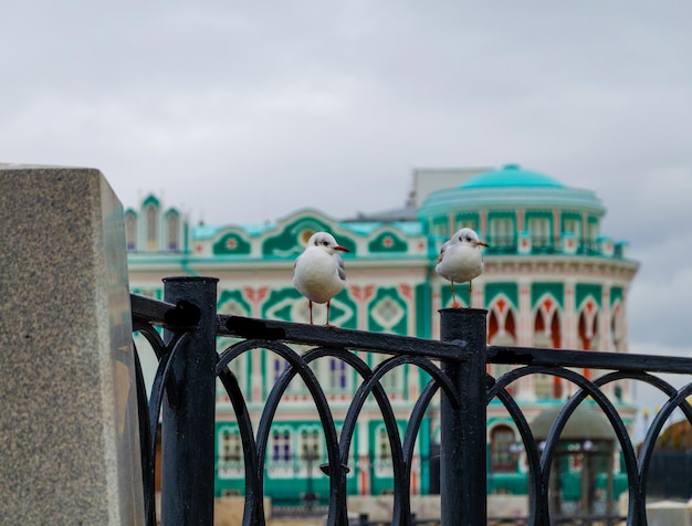 Seagulls are sitting on a fence in the city center.
