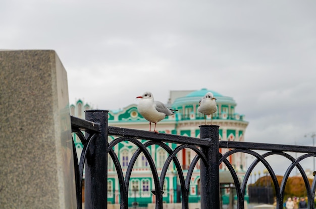 Чайки сидят на заборе в центре города