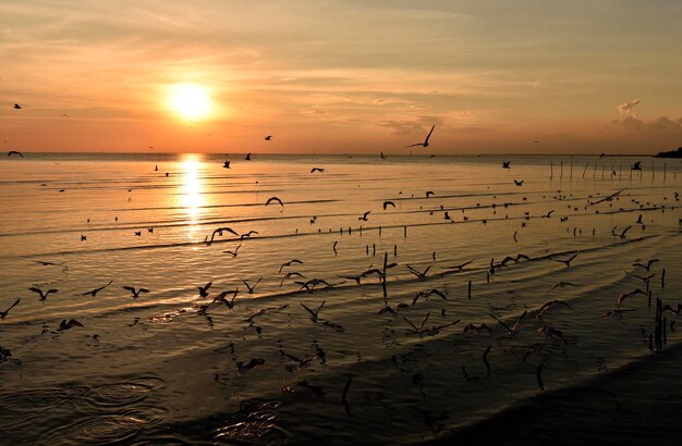 Seagulls are taking off from a beach in sunset time