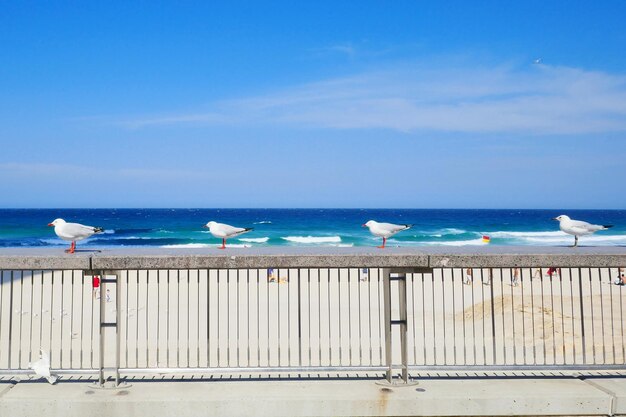 Seagulls on beach against blue sky