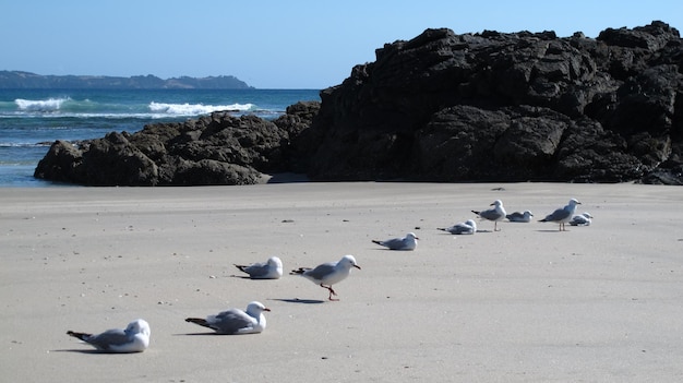 Foto i gabbiani sulla spiaggia contro un cielo limpido