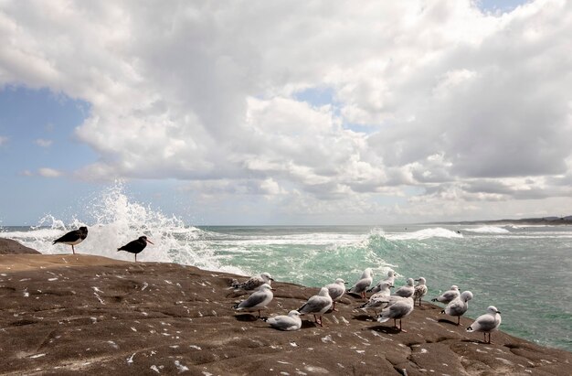 Foto i gabbiani sulla spiaggia contro il cielo