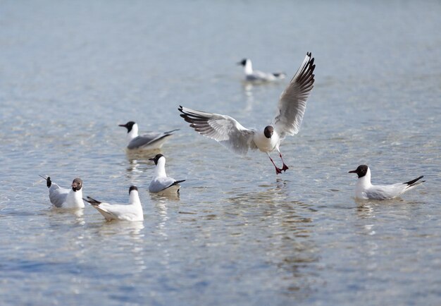 Seagulls on the beach sea at bright sunny day