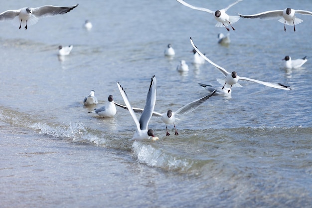 Seagulls on the beach sea at bright sunny day