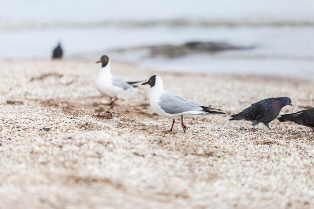 Seagulls on the beach sea at bright sunny day