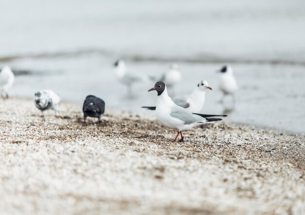 Seagulls on the beach sea at bright sunny day