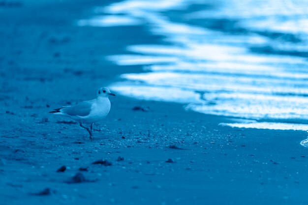 Seagulls on beach