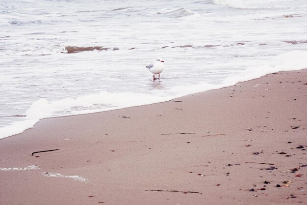 Foto i gabbiani sulla spiaggia