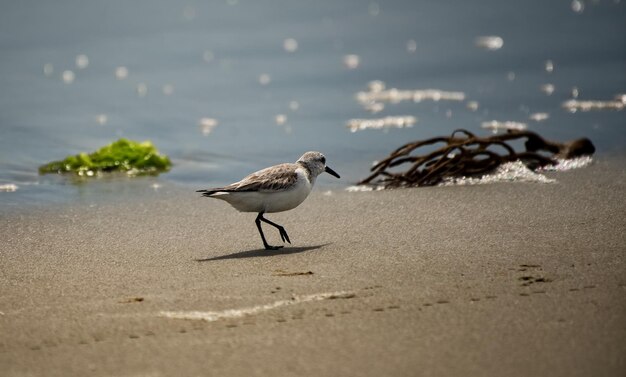 Photo seagulls on beach