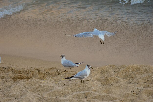 Seagulls on beach