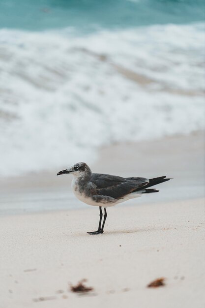 Photo seagulls on beach