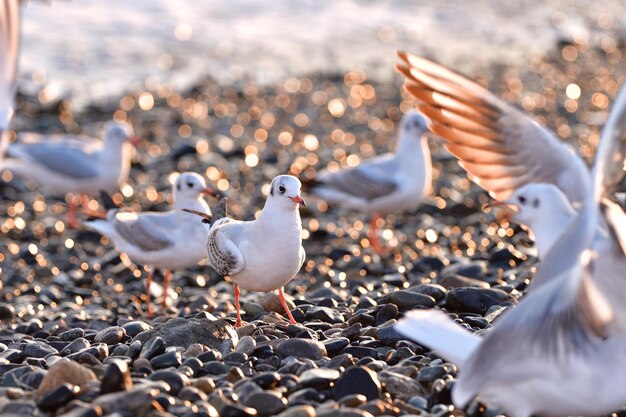 Foto i gabbiani sulla spiaggia