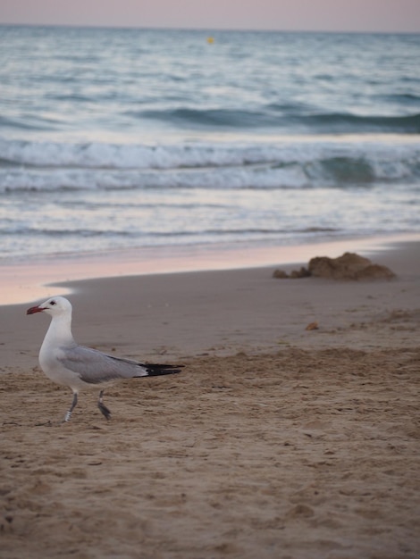 Photo seagulls on beach