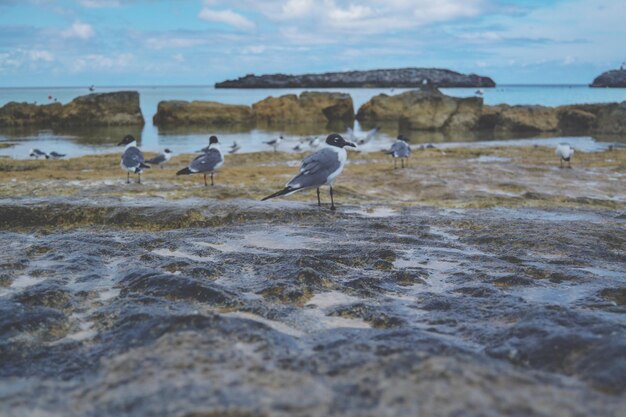 Photo seagulls on beach