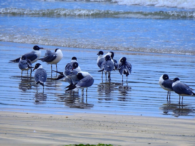 Foto i gabbiani sulla spiaggia