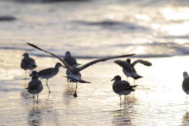 Photo seagulls on beach